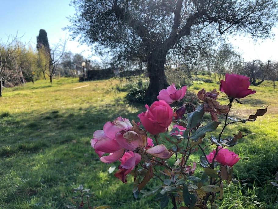 La Vigna Agriturismo Villa Siena Exterior photo