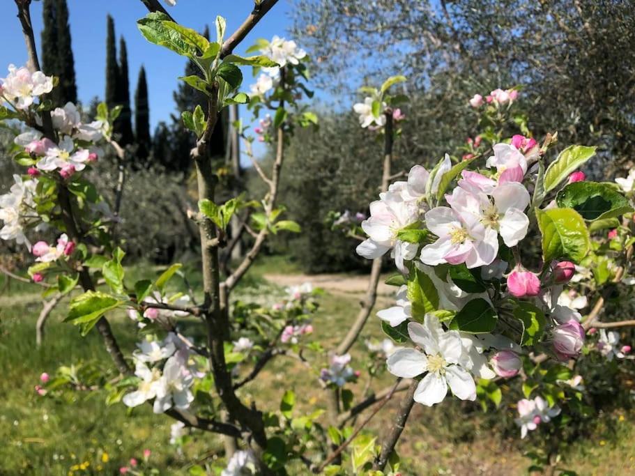 La Vigna Agriturismo Villa Siena Exterior photo